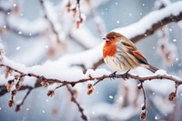 Snow bird outdoors nature