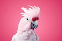 Cockatoo animal parrot bird. AI generated Image by rawpixel.
