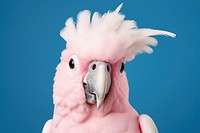 Cockatoo animal parrot bird. AI generated Image by rawpixel.