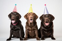Birthday mammal animal dog. AI generated Image by rawpixel.