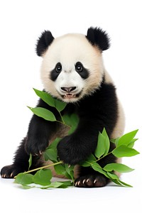 Wildlife animal mammal panda. 