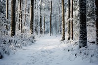 Forest snow outdoors woodland. AI generated Image by rawpixel.