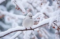 Snow bird outdoors nature. 