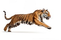 Tiger wildlife animal mammal. AI generated Image by rawpixel.