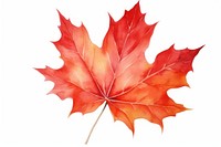 Maple leaf plant tree. AI generated Image by rawpixel.