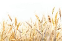 Field wheat agriculture backgrounds. 