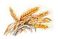 Agriculture plant wheat food. 