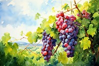Grapes outdoors vineyard nature. 