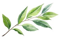 Plant herbs leaf tree. AI generated Image by rawpixel.