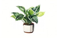 Plant leaf vase white background. 