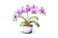Orchid plant flower white background. AI generated Image by rawpixel.