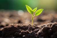 Seedling plant leaf soil. 