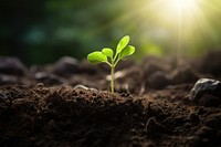 Outdoors seedling nature plant. 