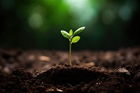 Seedling outdoors plant leaf. AI generated Image by rawpixel.