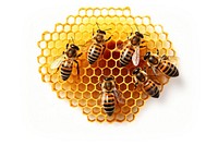 Honeycomb bee animal insect. AI generated Image by rawpixel.