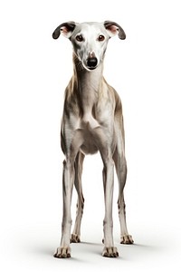 Hound greyhound mammal animal. AI generated Image by rawpixel.