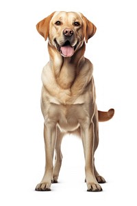 Retriever mammal animal pet. AI generated Image by rawpixel.