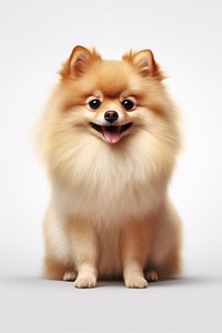 Dog pomeranian mammal animal. 