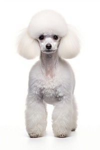 Poodle mammal animal white. 