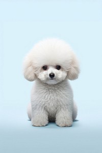 Poodle mammal animal puppy. 