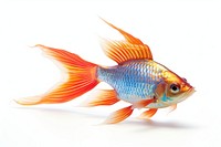 Fish goldfish animal white background. AI generated Image by rawpixel.