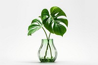 Glass plant vase leaf. 