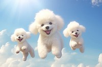 Poodle smiling mammal animal. AI generated Image by rawpixel.