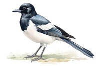 Animal magpie bird white background. 