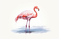 Flamingo animal bird ciconiiformes. AI generated Image by rawpixel.
