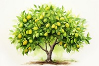 Food plant fruit lemon. 