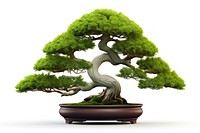 Bonsai tree plant white background. 