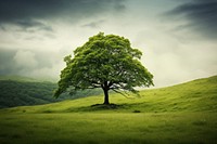 Green tree landscape grassland. 