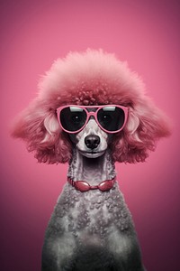 Poodle sunglasses portrait mammal. 