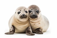 Seal animal mammal white background. 