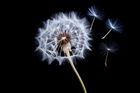 Dandelion flower plant black background. 