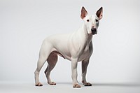 Terrier dog mammal animal. AI generated Image by rawpixel.