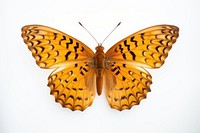 Butterfly animal insect white background. 