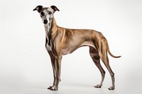 Dog greyhound animal mammal. 