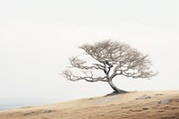 Landscape ground plant tree. 