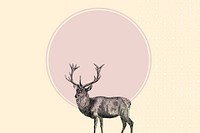 Pink circle background, vintage stag deer illustration