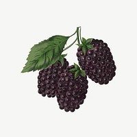 Blackberry fruit vintage illustration psd