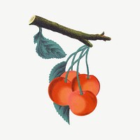 Orange cherry fruit, vintage illustration  psd