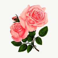 Pink rose flower, vintage illustration  psd