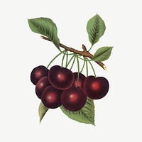 Black cherry fruit, vintage illustration  psd