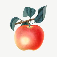 Apple fruit, vintage illustration  psd