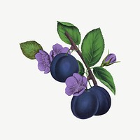 Prune fruit, vintage illustration psd