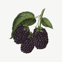 Blackberry fruit, vintage illustration psd