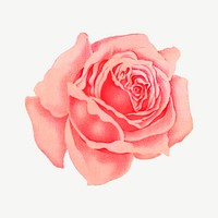 Pink rose flower, vintage illustration psd