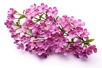 Flower blossom purple lilac. AI generated Image by rawpixel.