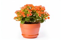 Flower plant pot white background. 